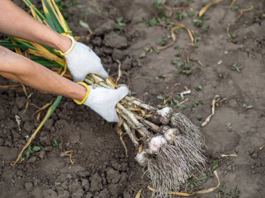 Organik sebzeler. Taze organik sarımsak bir çiftçinin elinde bir çevre dostu kürek kazılır. Sarımsak hasadı, yaz hasadı