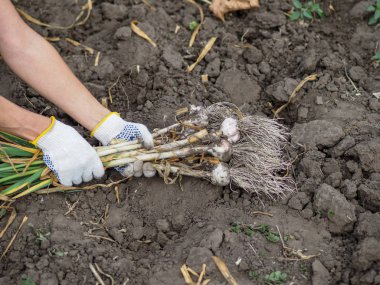 Organik sebzeler. Taze organik sarımsak bir çiftçinin elinde bir çevre dostu kürek kazılır. Sarımsak hasadı, yaz hasadı