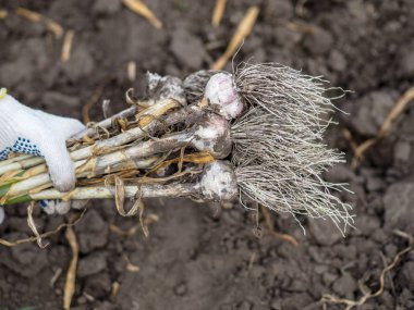 Organik sebzeler. Taze organik sarımsak bir çiftçinin elinde bir çevre dostu kürek kazılır. Sarımsak hasadı, yaz hasadı