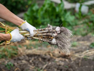 Organik sebzeler. Taze organik sarımsak bir çiftçinin elinde bir çevre dostu kürek kazılır. Sarımsak hasadı, yaz hasadı