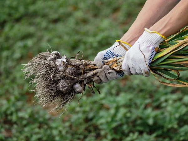 Organik Sebzeler Taze Organik Sarımsak Bir Çiftçinin Elinde Bir Çevre — Stok fotoğraf