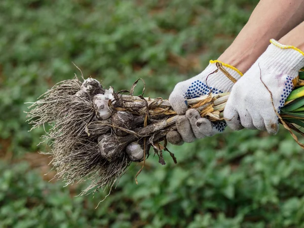 Органические Овощи Свежий Органический Чеснок Вырыт Экологически Чистой Лопаты Руках — стоковое фото