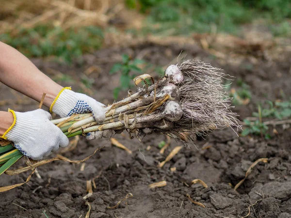 Ekologiczne Warzywa Świeży Czosnek Organiczny Jest Wykopany Przyjaznej Dla Środowiska — Zdjęcie stockowe