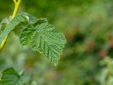 yağmur damlaları ile yeşil ahududu yaprakları