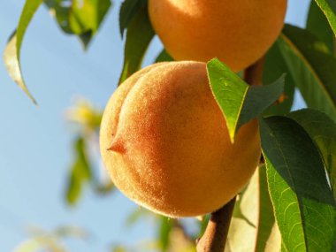 bir ağaç dalı olgun şeftali