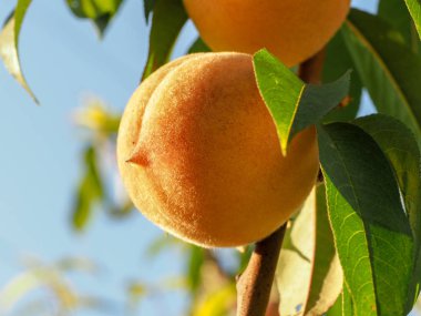 bir ağaç dalı olgun şeftali