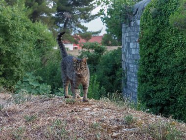 ormanda bir akşam avı çizgili kedi
