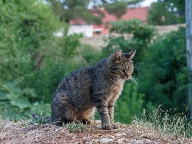 ormanda bir akşam avı çizgili kedi