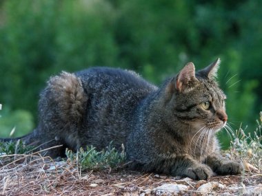 ormanda bir akşam avı çizgili kedi