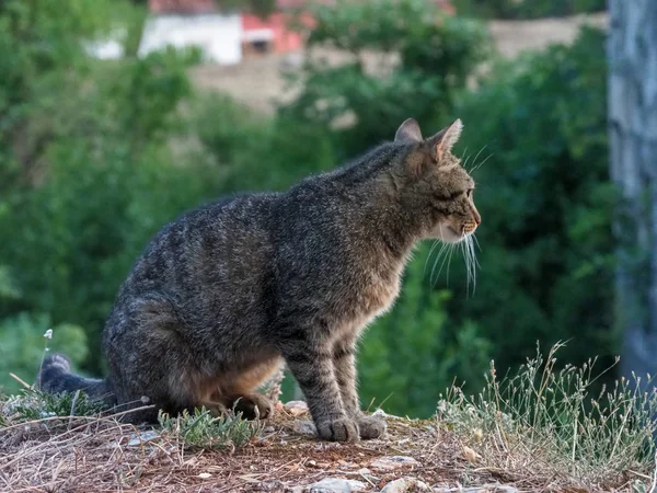ormanda bir akşam avı çizgili kedi