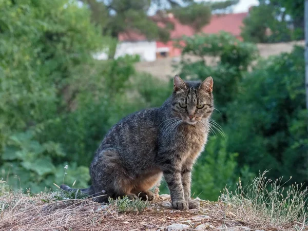 Striped cat on an evening hunt in the forest — Stock Photo, Image