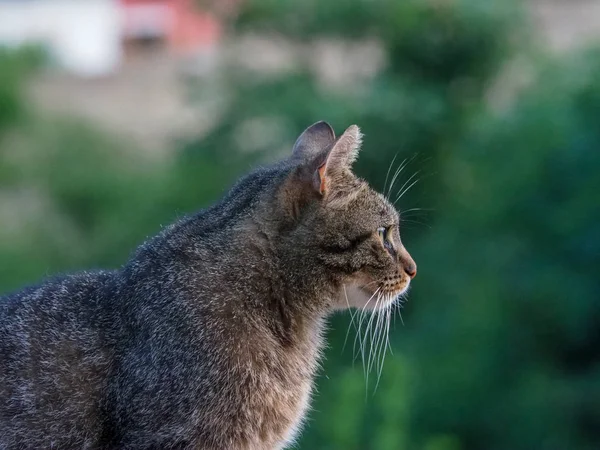 Ormanda bir akşam avı çizgili kedi — Stok fotoğraf