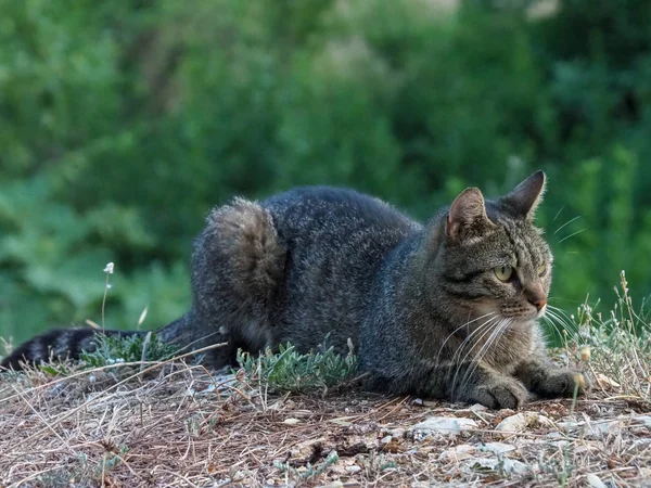 Ormanda bir akşam avı çizgili kedi — Stok fotoğraf