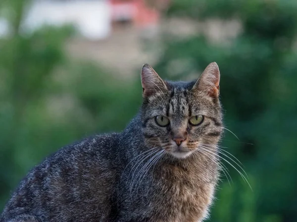 Gatto a strisce in una caccia serale nella foresta — Foto Stock