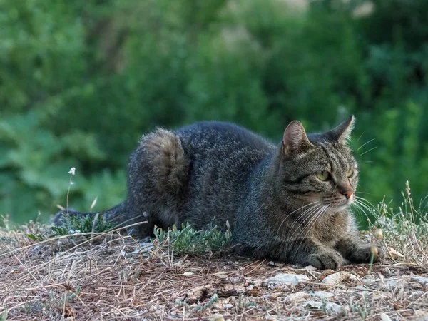 Gato rayado en una caza nocturna en el bosque — Foto de Stock