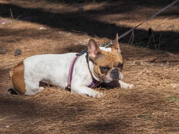 Francia Bulldog Pórázon Nyári Vakáció Egy Fenyves Erdőben — Stock Fotó