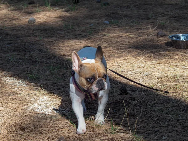 Francia Bulldog Pórázon Nyári Vakáció Egy Fenyves Erdőben — Stock Fotó