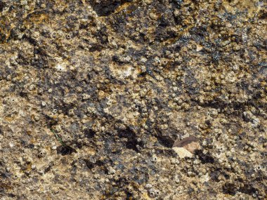 Deniz kıyısında taş dokusu