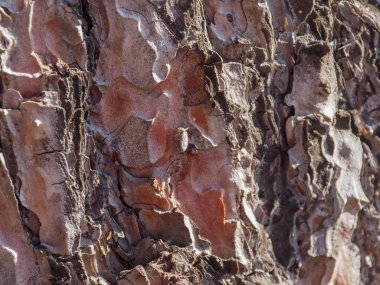 çam kabuğu yakın güneş tarafından aydınlatılmış