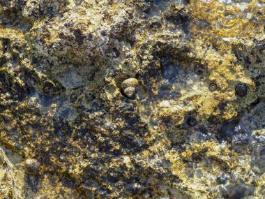 Deniz kıyısında taş dokusu