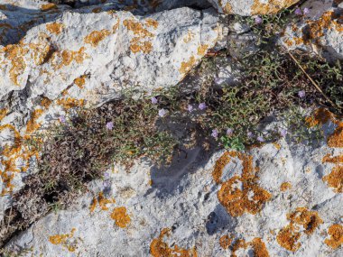 Deniz kıyısında taş dokusu