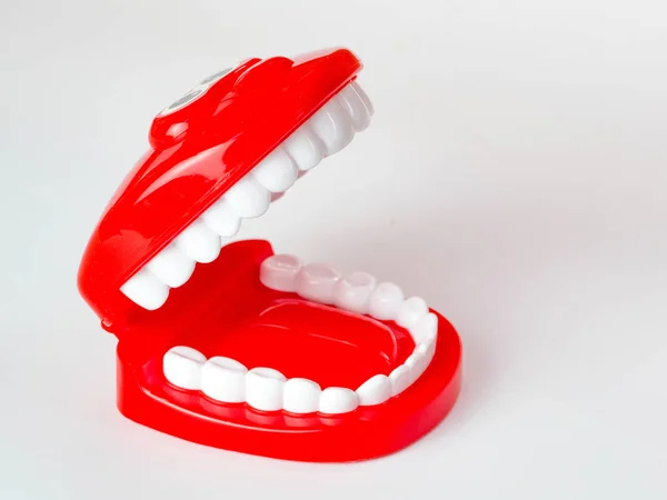 Anatomical model of human jaws (baby toy)