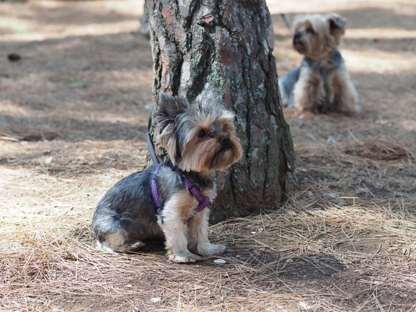 约克郡猎犬在松树针叶上的夏季松林里 — 图库照片