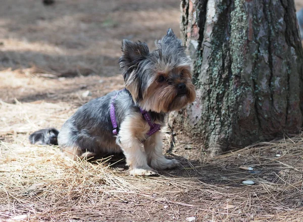 Yorkshire Terrier Dans Une Pinède Estivale Sur Aiguilles Pin — Photo