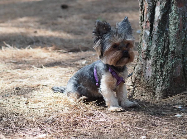 约克郡猎犬在松树针叶上的夏季松林里 — 图库照片