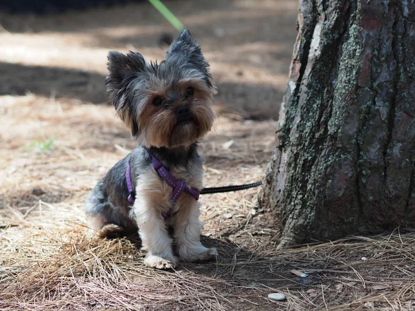 约克郡猎犬在松树针叶上的夏季松林里 — 图库照片