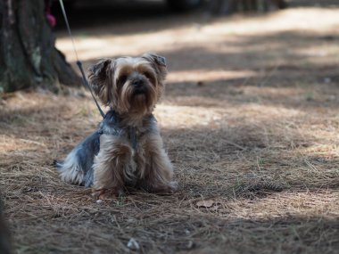 Yorkshire Teriyeri Çam iğnelerinin üzerinde bir yaz ormanında