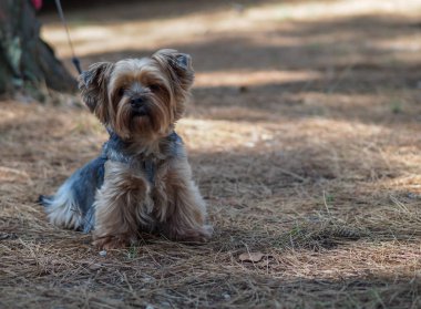 Yorkshire Teriyeri Çam iğnelerinin üzerinde bir yaz ormanında