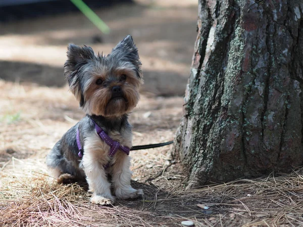 约克郡猎犬在松树针叶上的夏季松林里 — 图库照片