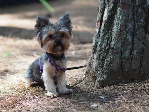 Yorkshire Terrier Dans Une Pinède Estivale Sur Aiguilles Pin — Photo