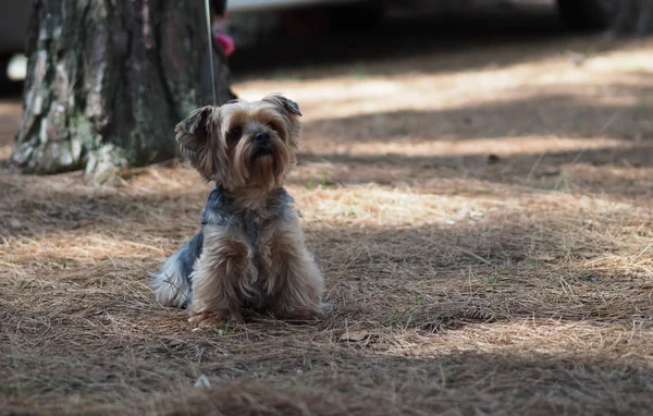 Yorkshire Terrier Dans Une Pinède Estivale Sur Aiguilles Pin — Photo