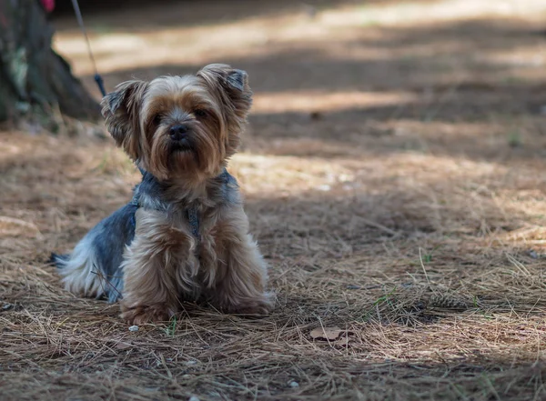 Yorkshire Terrier Ένα Καλοκαίρι Πευκοδάσος Πευκοβελόνες — Φωτογραφία Αρχείου