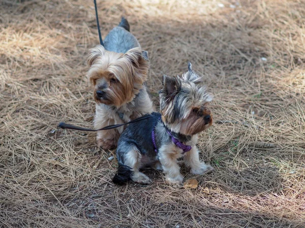 Yorkshire Terrier Egy Nyári Fenyőerdőben Fenyőtűkön — Stock Fotó