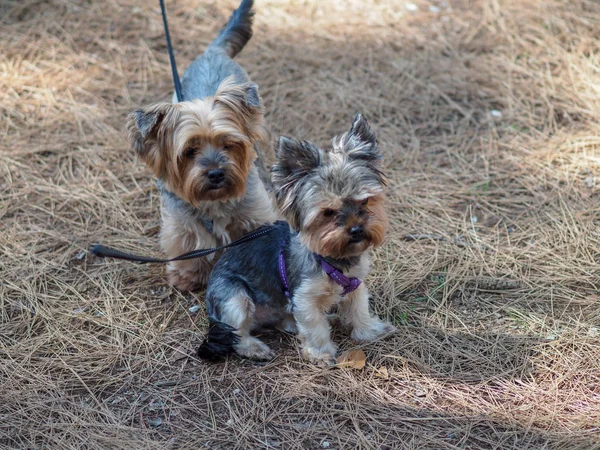 Yorkshire Terrier Egy Nyári Fenyőerdőben Fenyőtűkön — Stock Fotó