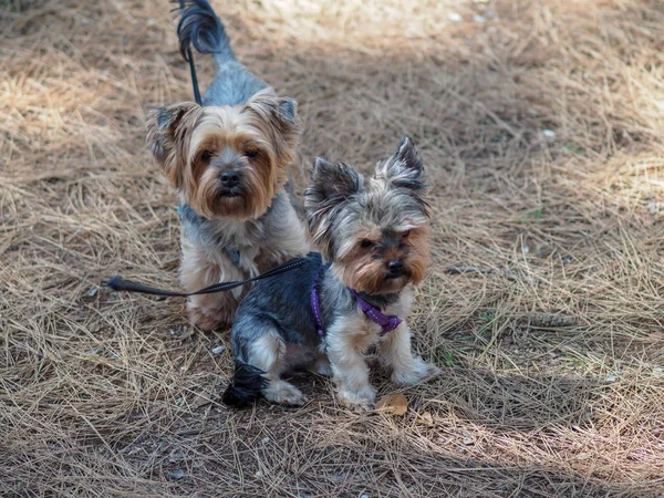 Yorkshire Terrier Egy Nyári Fenyőerdőben Fenyőtűkön — Stock Fotó