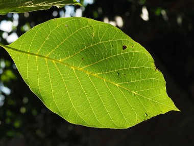 Yaz güneşiyle aydınlanan yağmur damlalarıyla ceviz yaprakları