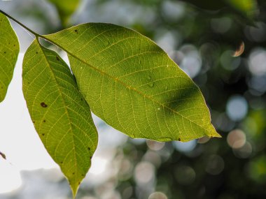 Yaz güneşiyle aydınlanan yağmur damlalarıyla ceviz yaprakları