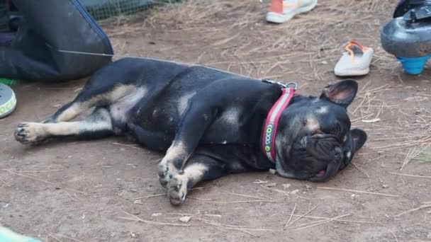 Croatie Pula Juillet 2019 Bulldog Français Dormant Dans Camping — Video