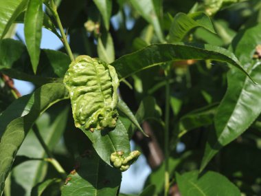 Hasta şeftali yaprakları.