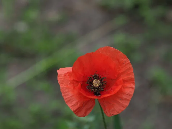 Solitário Flor Papoula Vermelha Fundo Verde Preto — Fotografia de Stock