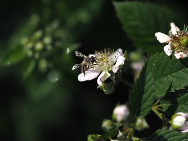 Flor Mora Con Abeja Cerca — Foto de Stock