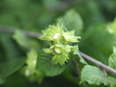 Genç fındık yeşil yapraklı bir ağaçta