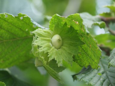 Genç fındık yeşil yapraklı bir ağaçta