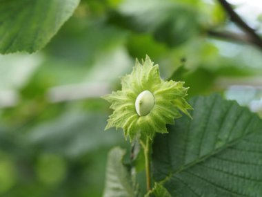 Genç fındık yeşil yapraklı bir ağaçta