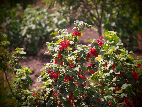 Красный Куст Смородины Сельском Саду — стоковое фото