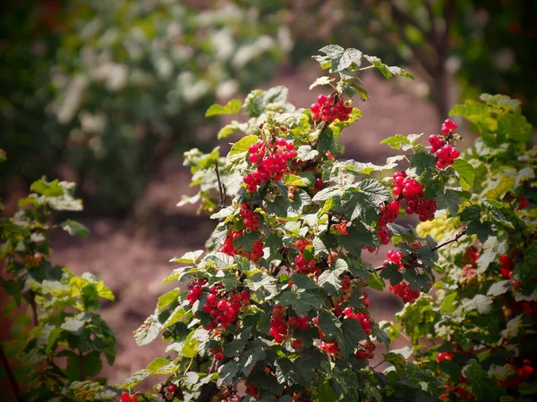 Красный Куст Смородины Сельском Саду — стоковое фото